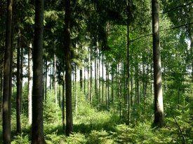 Sonniger Wald